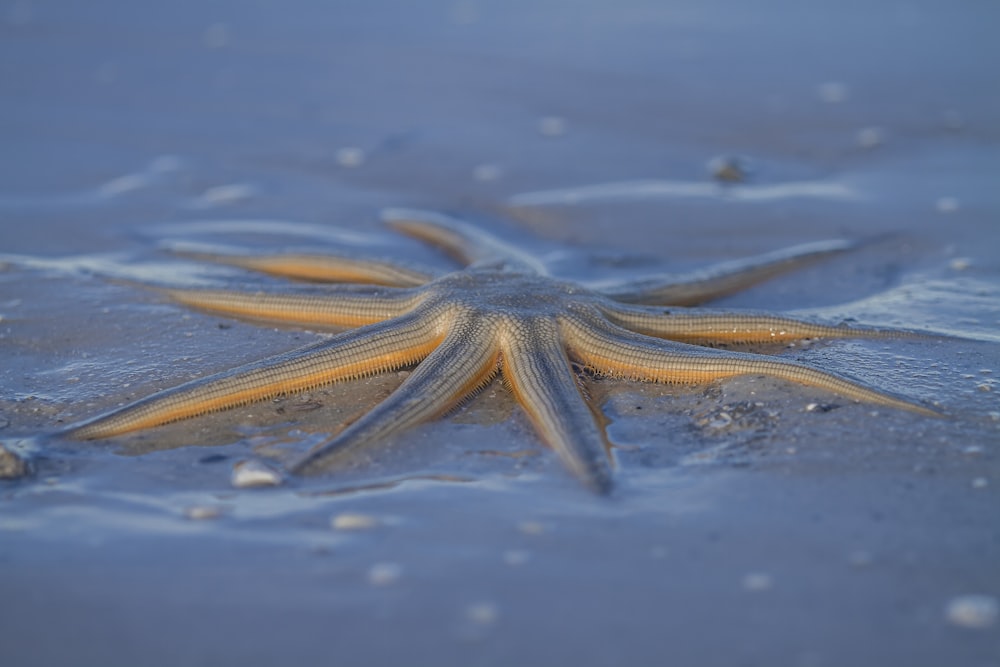 una stella marina che giace sulla sabbia nell'acqua