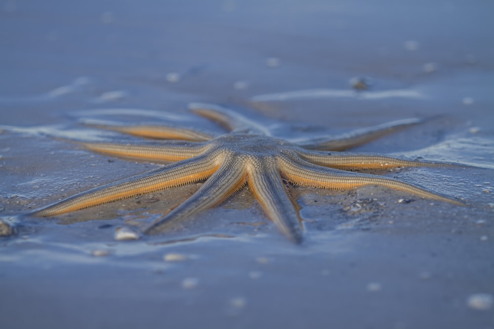 a starfish laying on the sand in the water