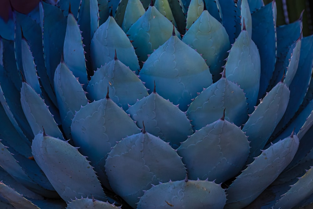 a close up of a large blue flower