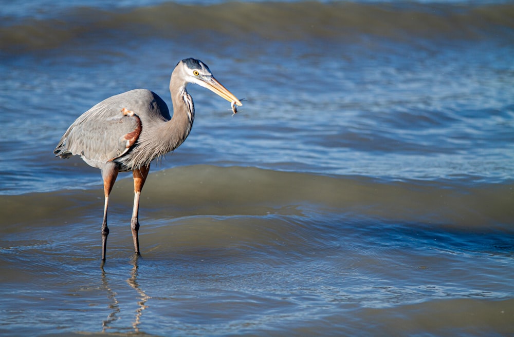 Un pájaro con un pez en la boca parado en el agua