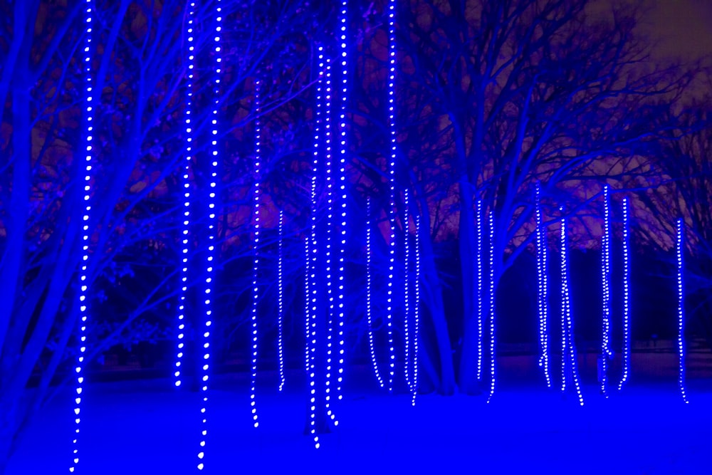 a row of trees with blue lights on them