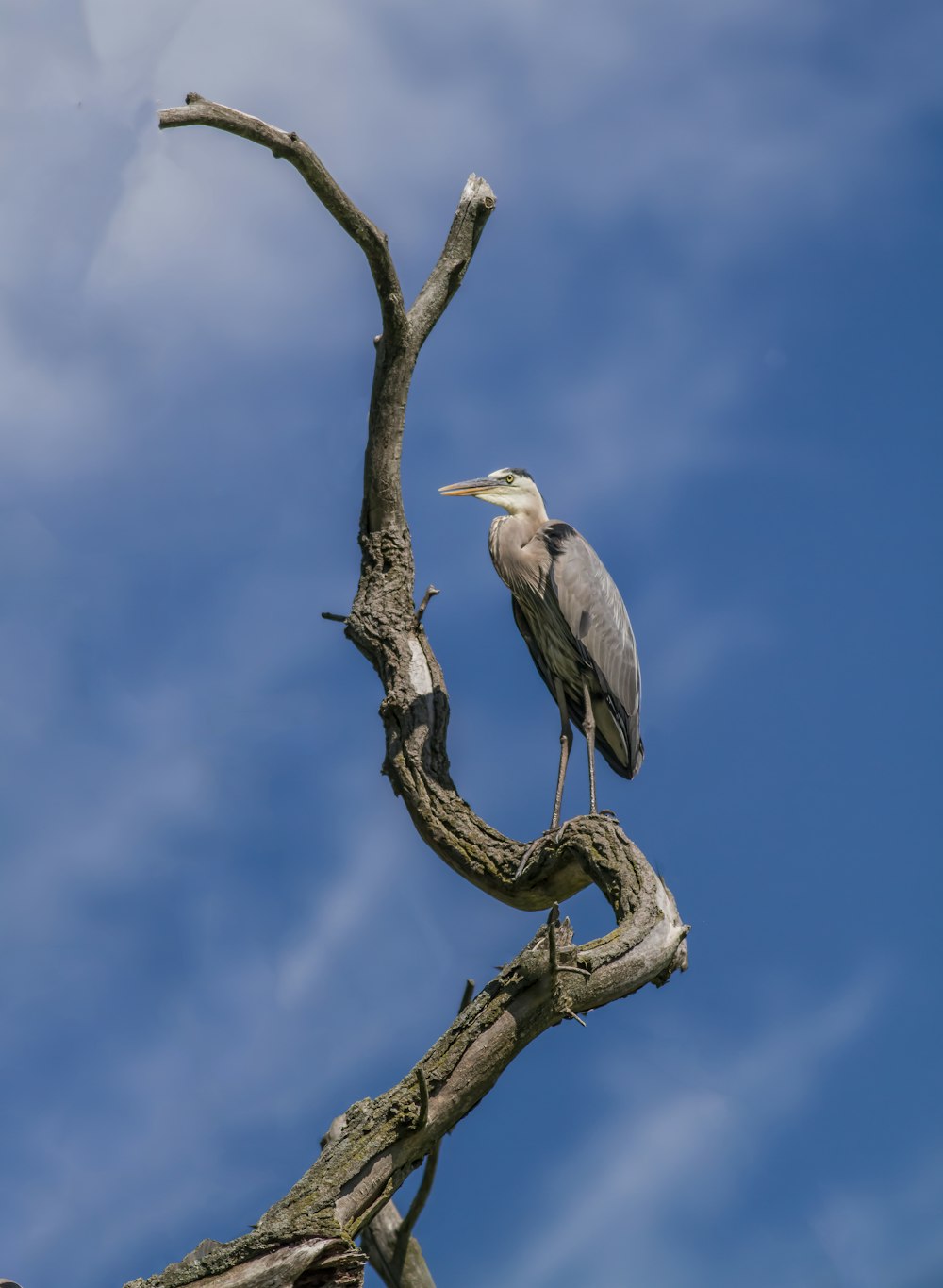 Un pájaro sentado en la cima de la rama de un árbol