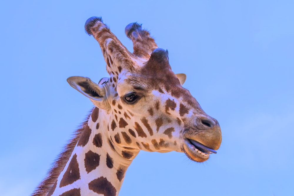 a close up of a giraffe with a sky background