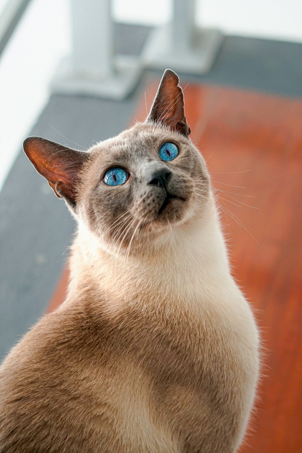 파란 눈을 가진 샴 고양이가 올려다 보고 있습니다