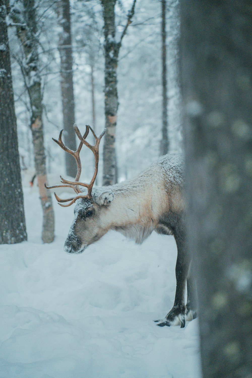 a reindeer is standing in the snow near some trees