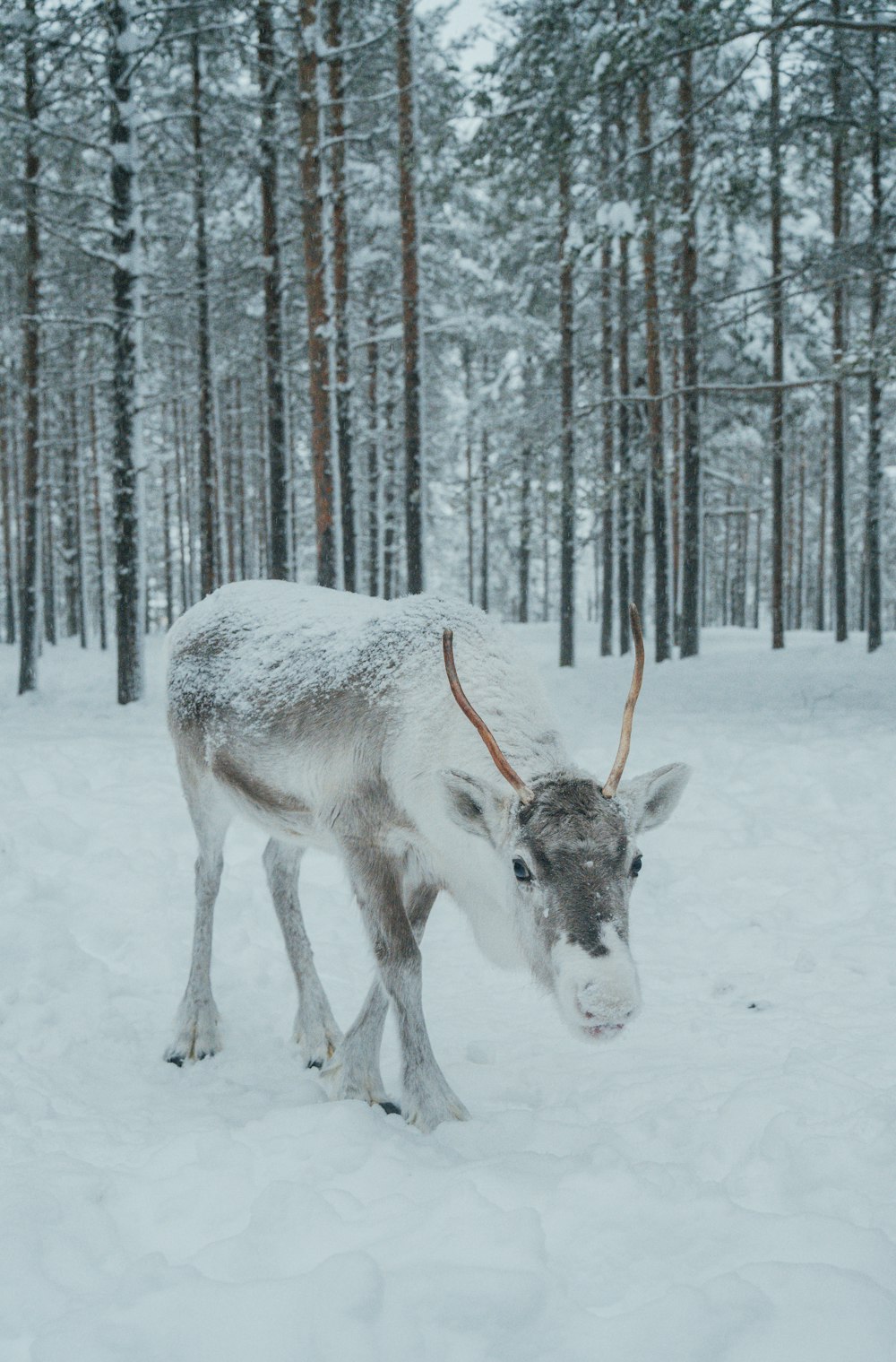 a reindeer with horns standing in the snow