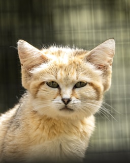 A close-up of a sand cat with light brown fur and green eyes, set against a blurred background with vertical lines suggesting a cage or enclosure. The cat's expression is calm and slightly inquisitive, highlighting its prominent whiskers and distinct facial markings.
