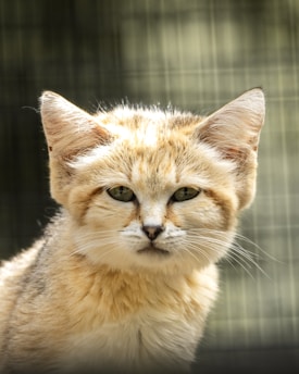 A close-up of a sand cat with light brown fur and green eyes, set against a blurred background with vertical lines suggesting a cage or enclosure. The cat's expression is calm and slightly inquisitive, highlighting its prominent whiskers and distinct facial markings.