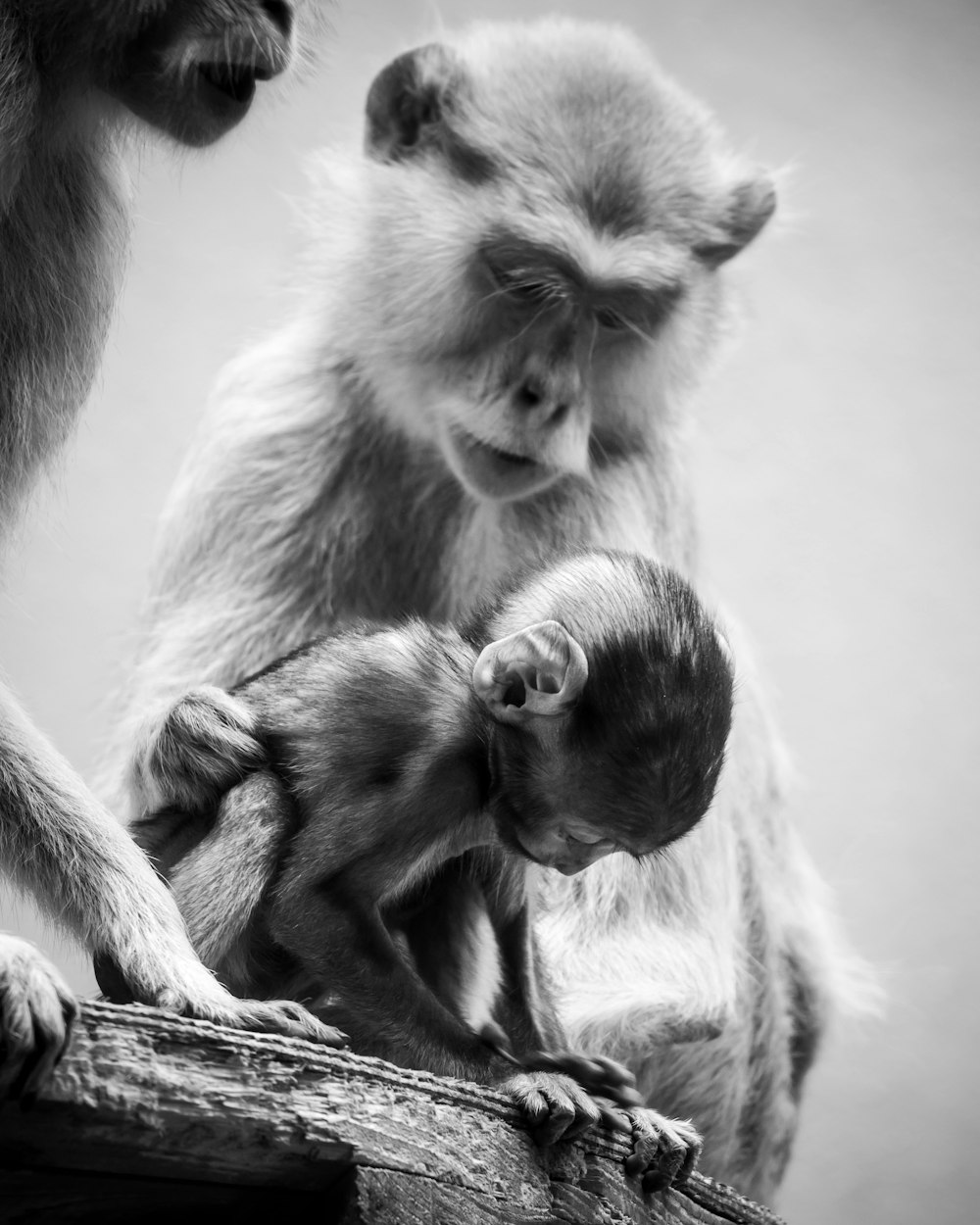 a group of monkeys sitting on top of a tree branch