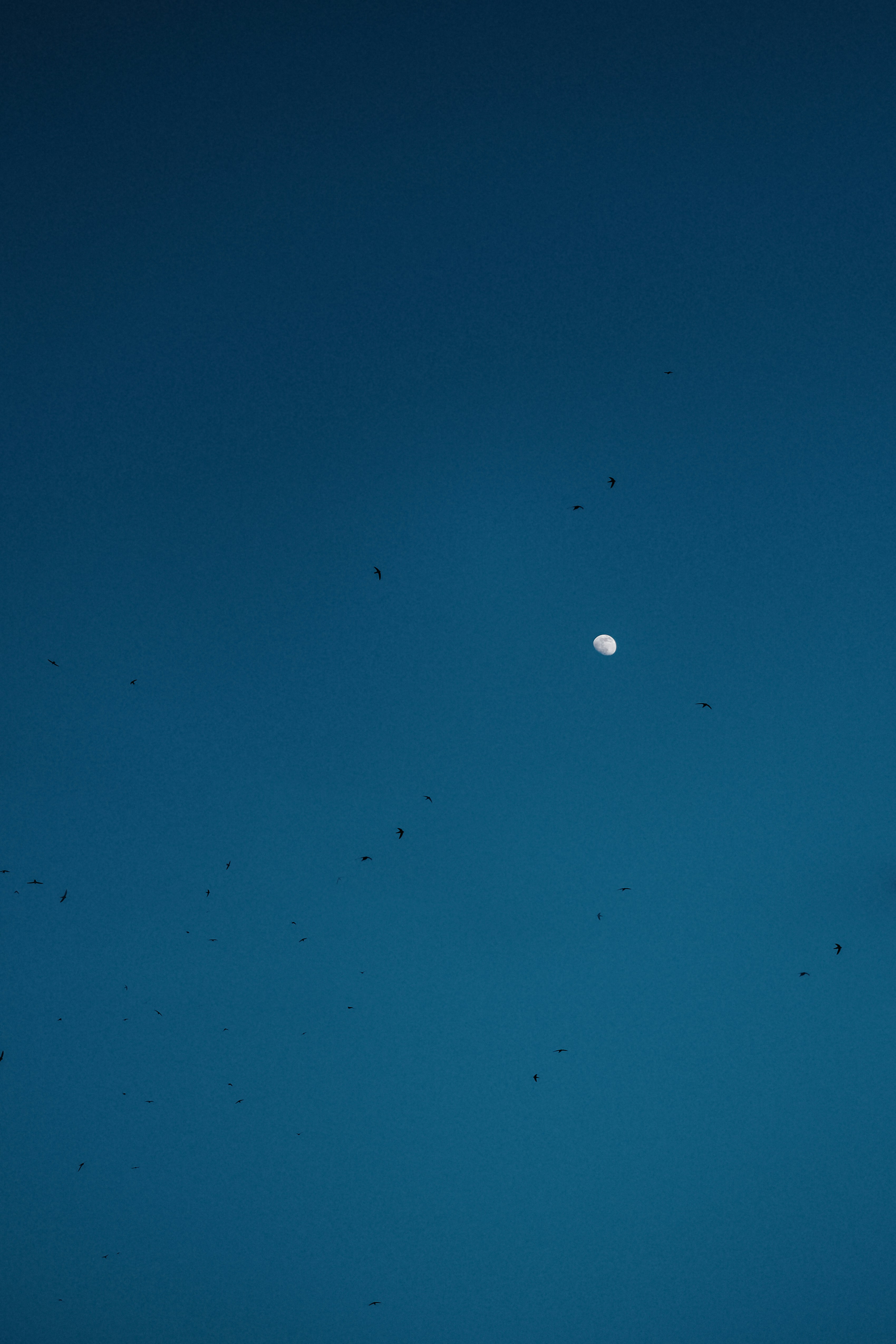 Photo by mutecevvil
