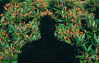 A shadow of a person cast over lush greenery with clusters of orange-brown flowers. The contrast between the deep shadow and the vibrant foliage creates a striking visual effect. Sunlight filters through, highlighting the textures and colors of the leaves.