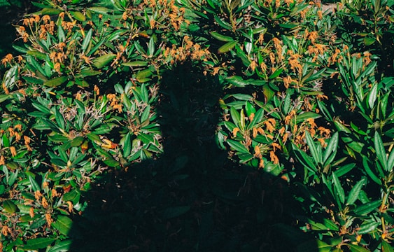 A shadow of a person cast over lush greenery with clusters of orange-brown flowers. The contrast between the deep shadow and the vibrant foliage creates a striking visual effect. Sunlight filters through, highlighting the textures and colors of the leaves.