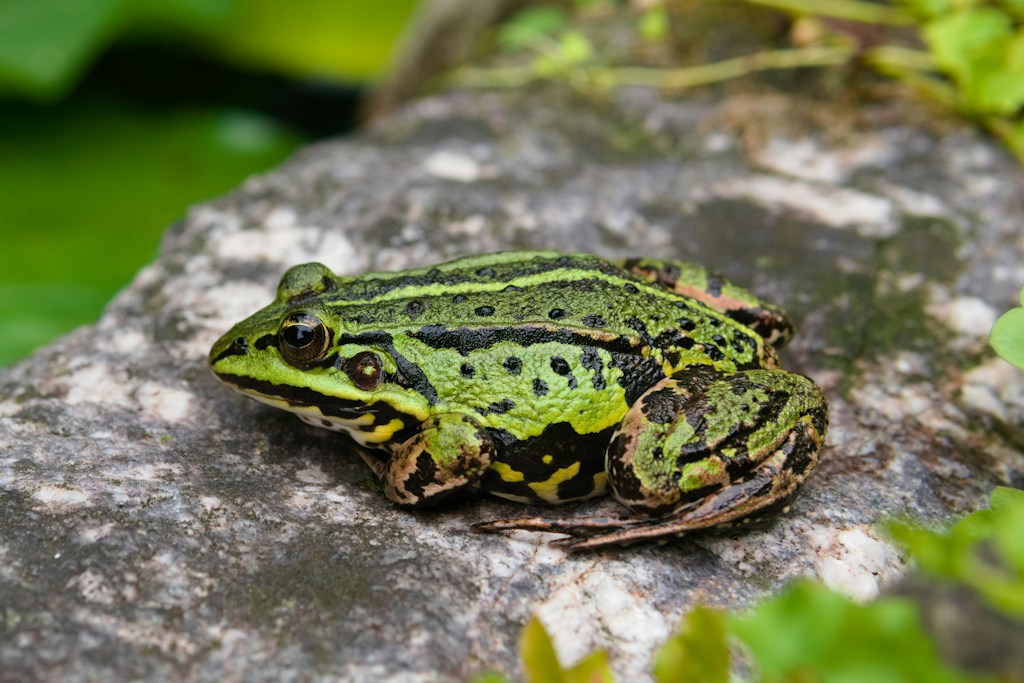 Froggy Pond Dream