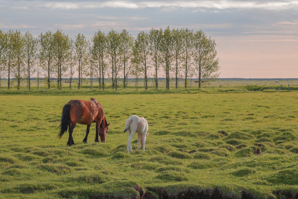 a couple of horses standing on top of a lush green field