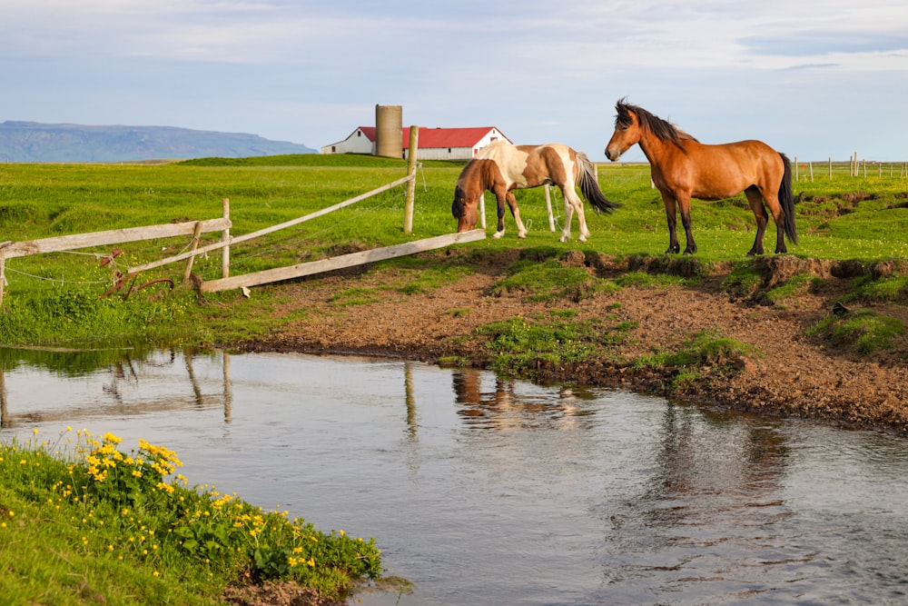 a couple of horses standing on top of a lush green field