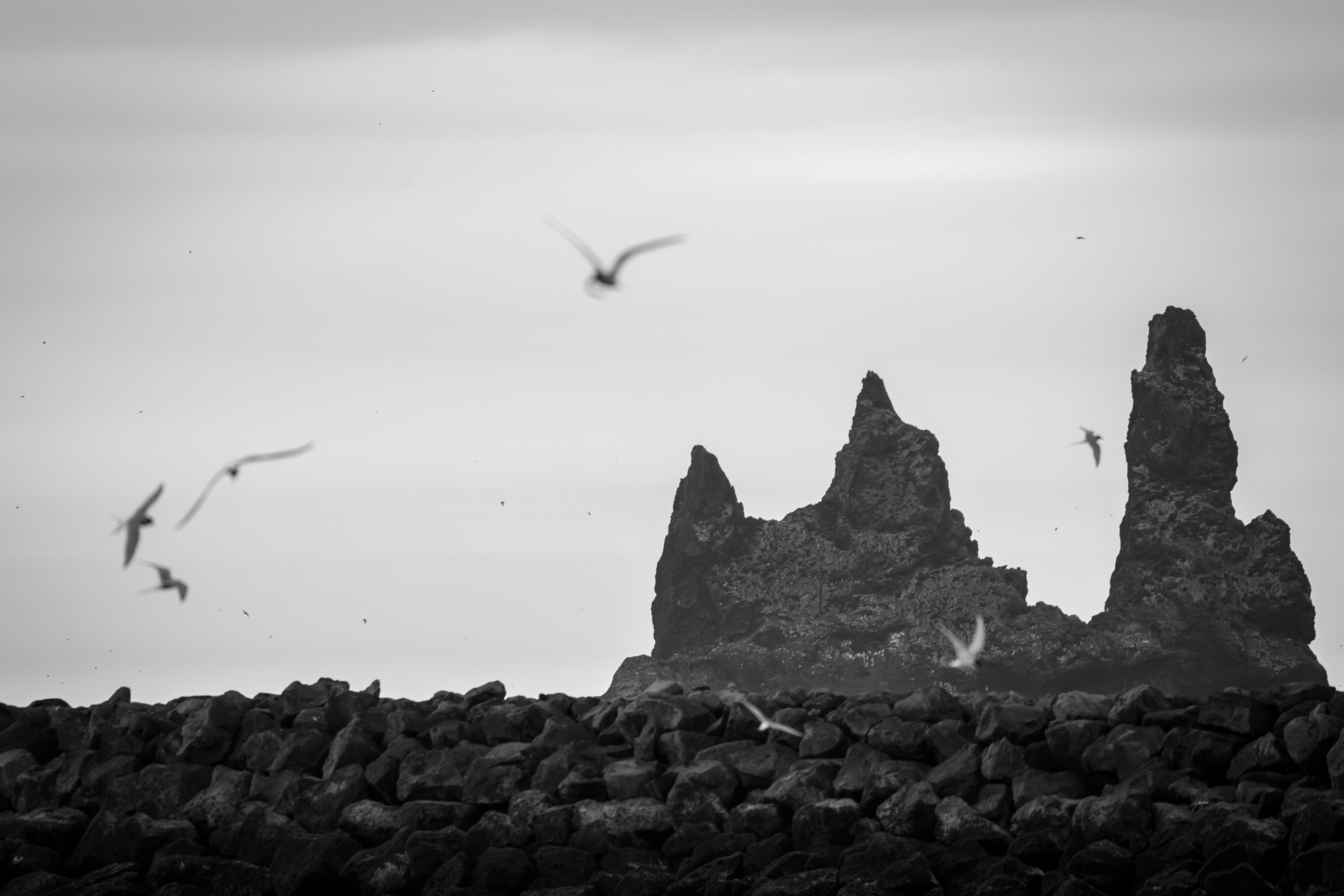 Una foto in bianco e nero di uccelli che volano su una parete rocciosa