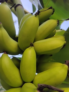 Bunches of vibrant green bananas freshly harvested and stacked neatly