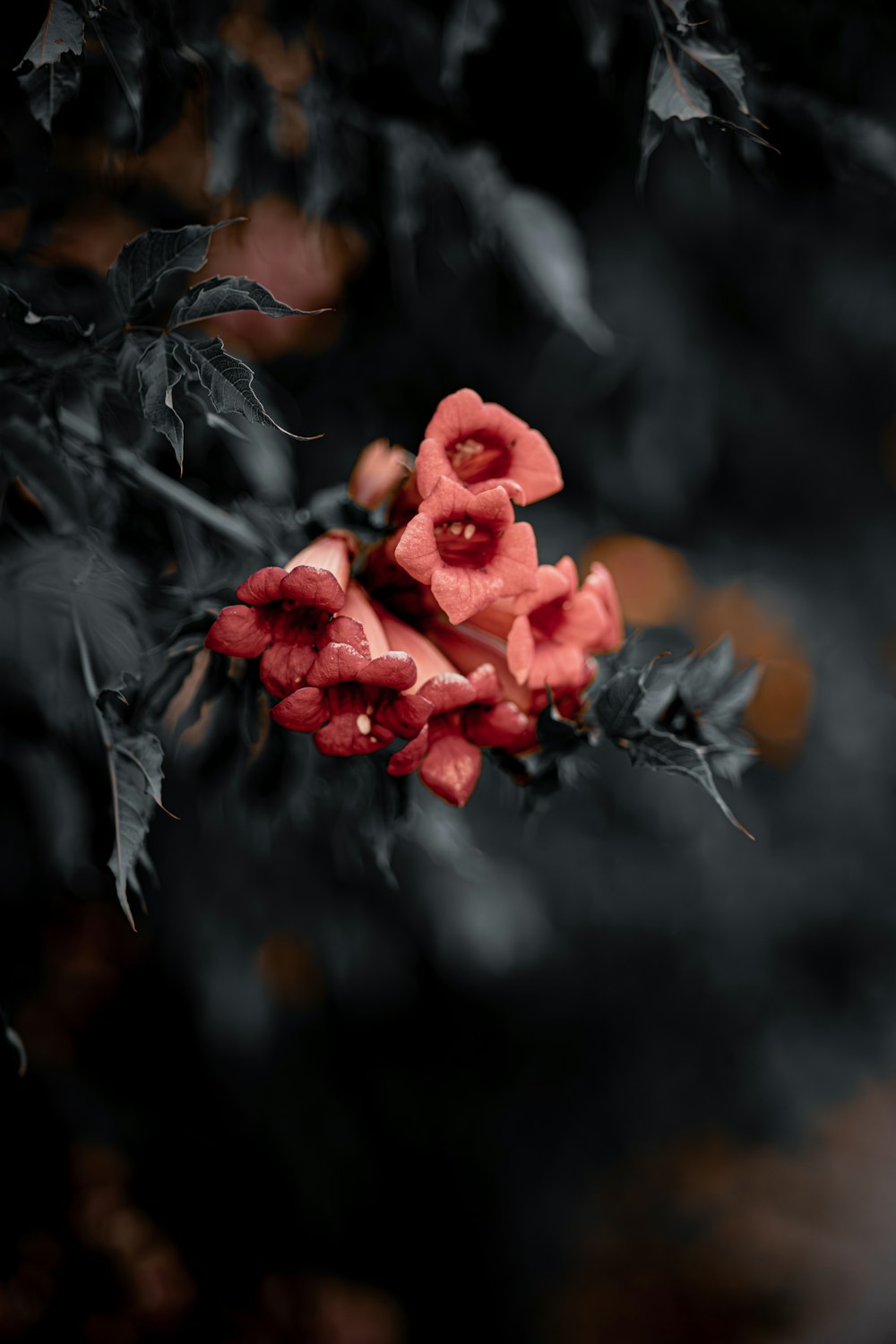 a close up of a red flower on a tree