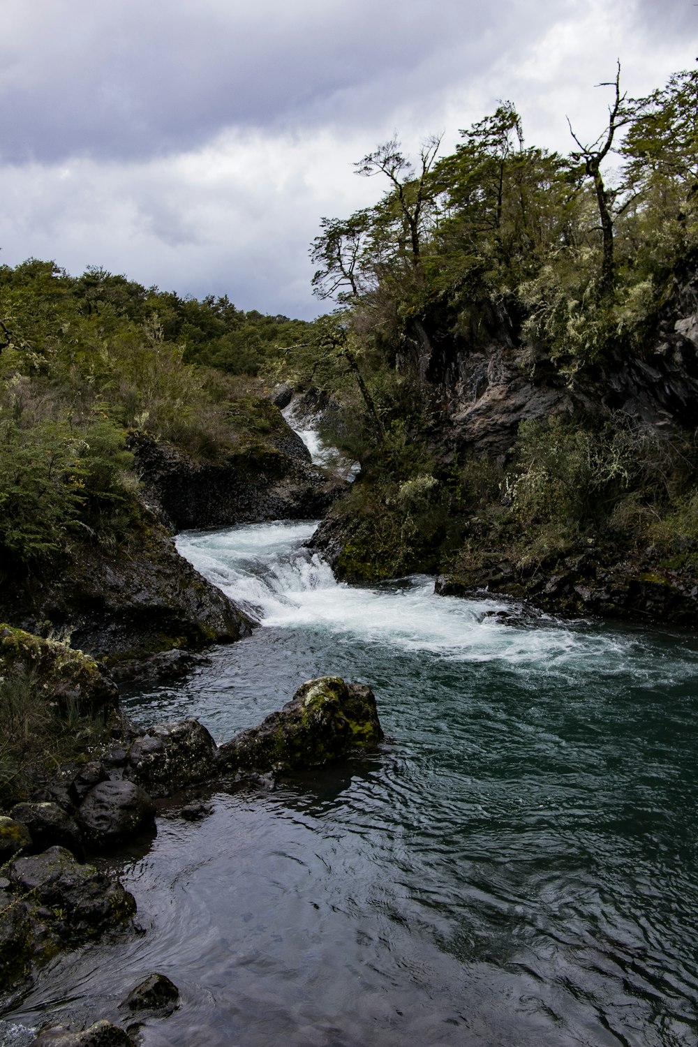 a river running through a lush green forest