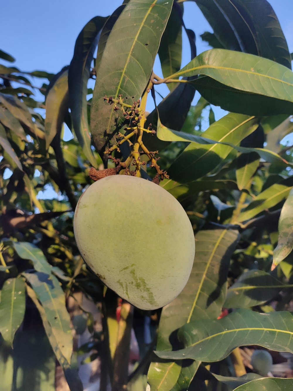 a close up of a mango on a tree