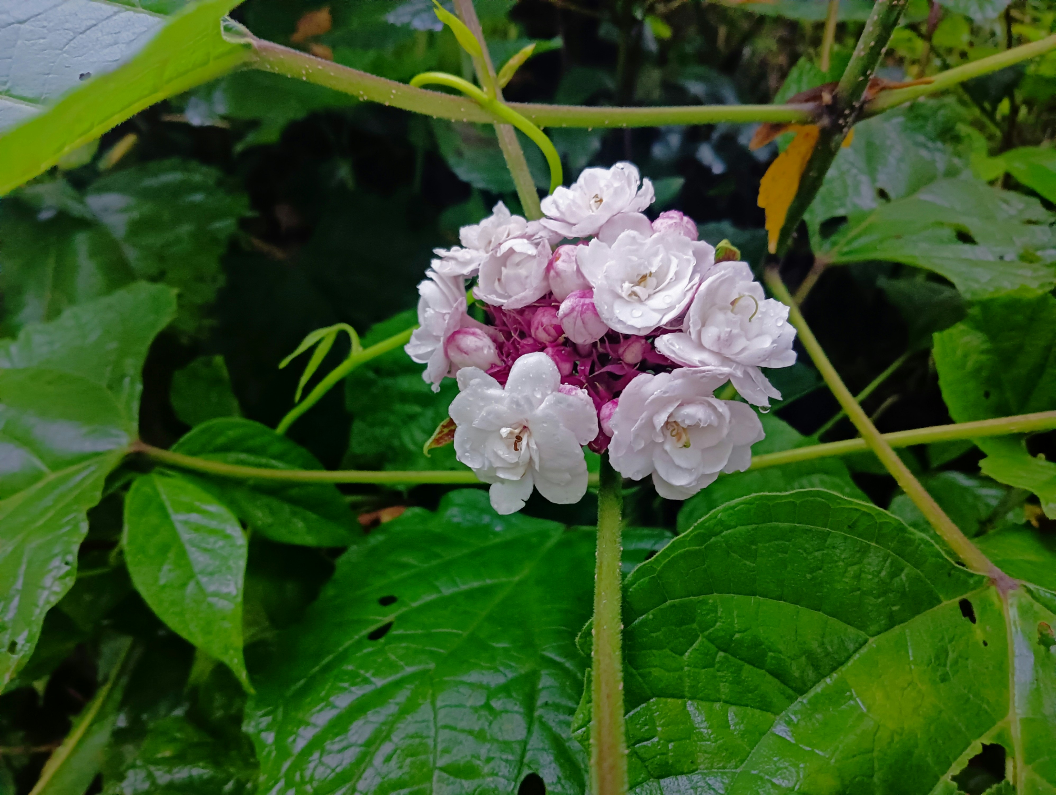 Photo by kiran_bhadel