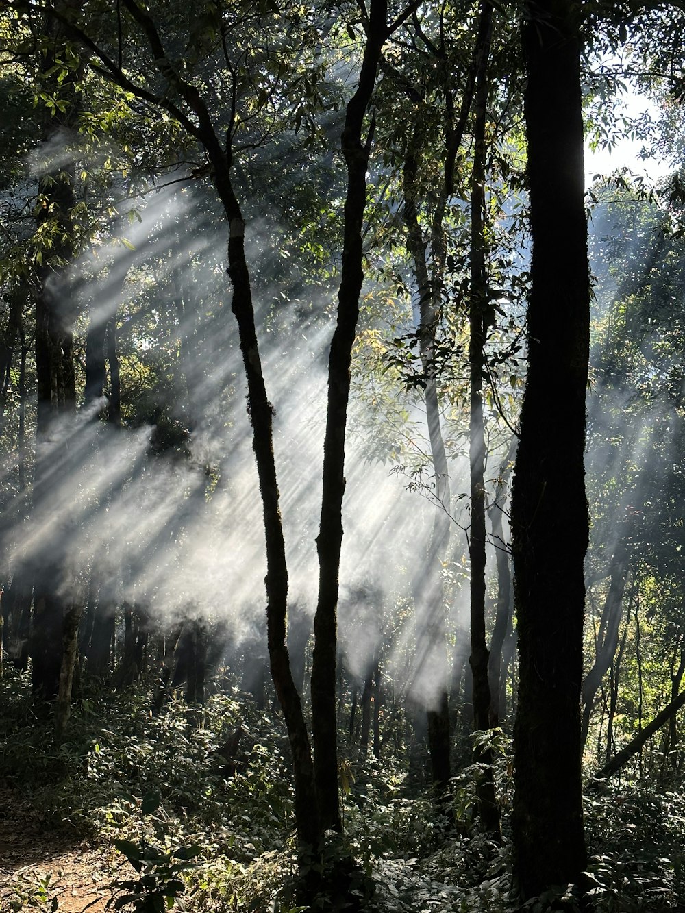 a forest filled with lots of trees covered in mist