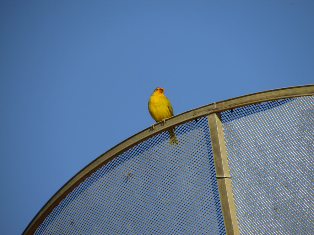 a yellow bird sitting on top of a metal fence