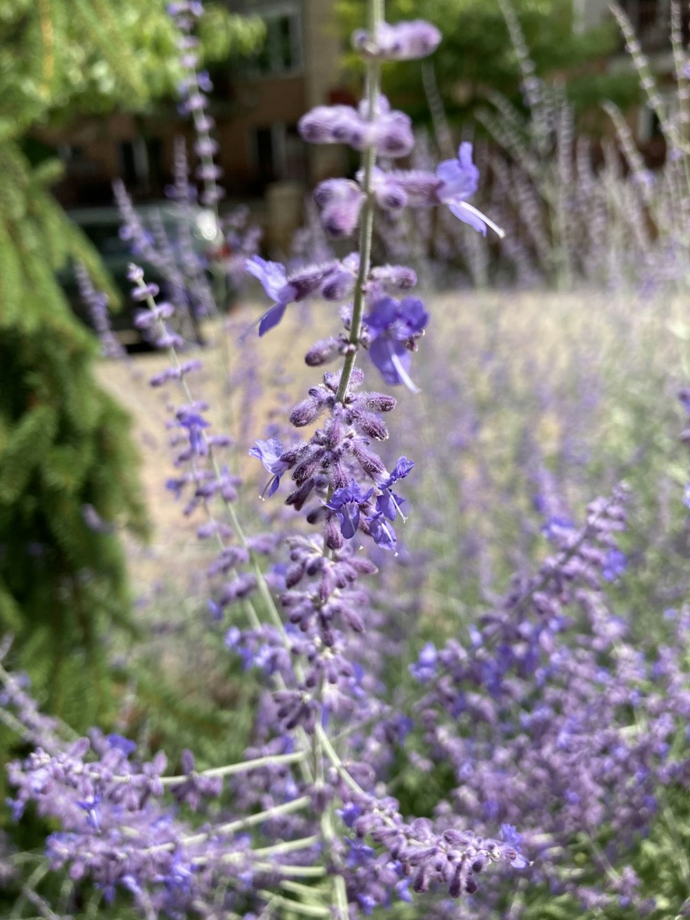 a field of purple flowers with a building in the background