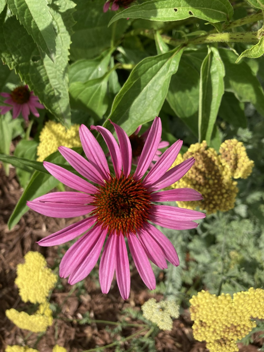 a pink flower with a yellow center in a garden