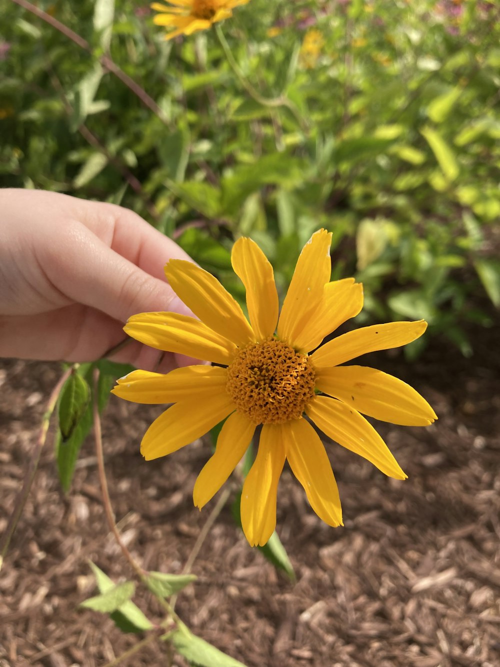 a person holding a yellow flower in their hand