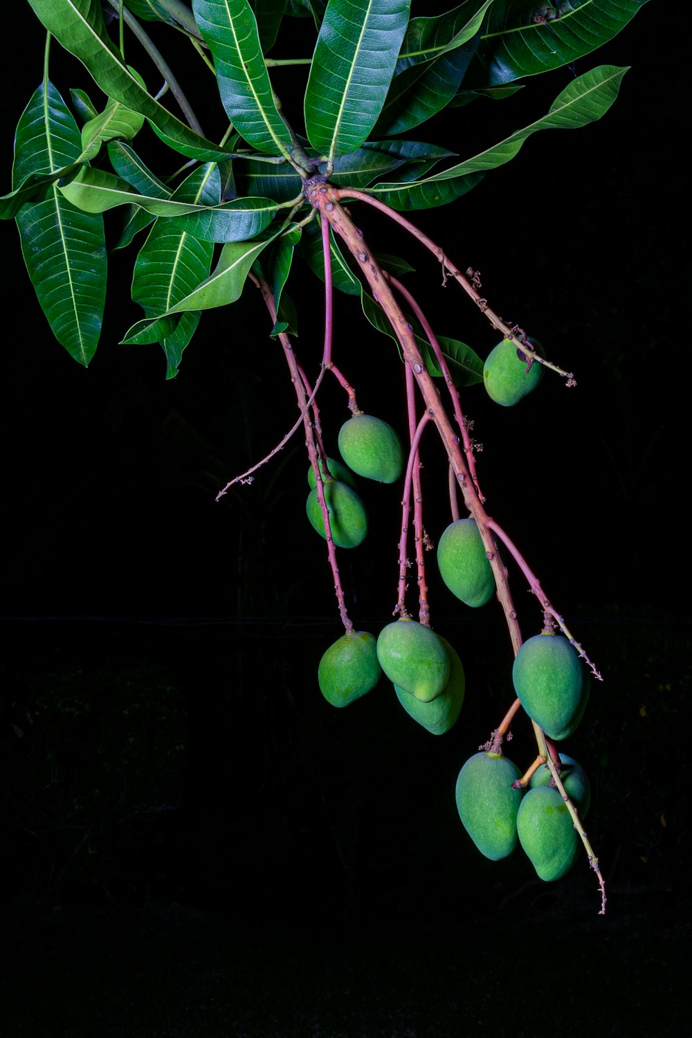 a bunch of green fruit hanging from a tree