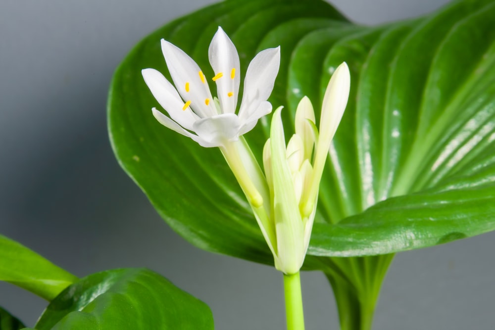 a close up of a white flower on a green plant