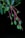 Several green mangoes hang from thin branches with glossy, elongated leaves set against a dark background.