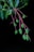 Several green mangoes hang from thin branches with glossy, elongated leaves set against a dark background.