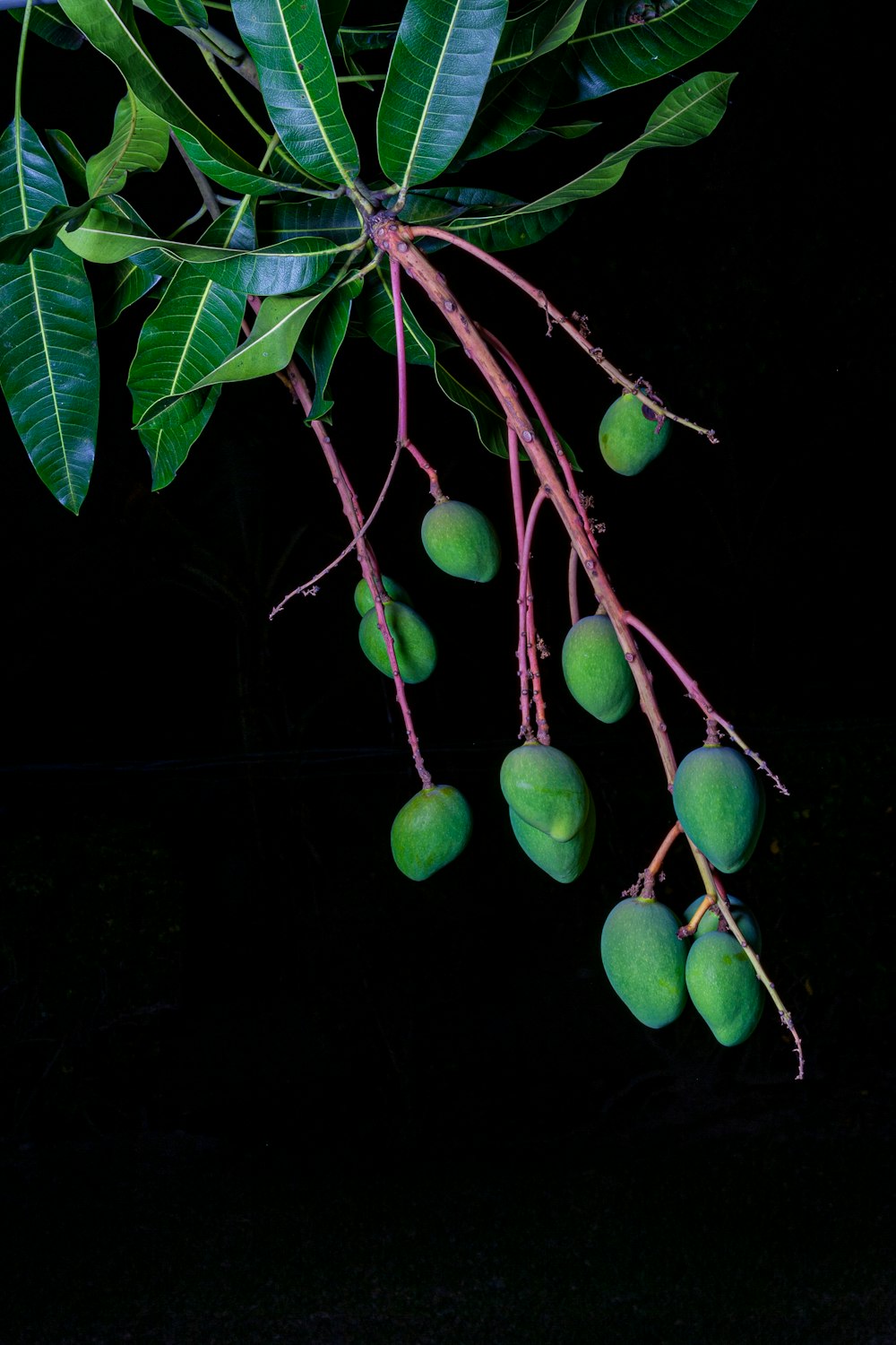 a bunch of green fruit hanging from a tree