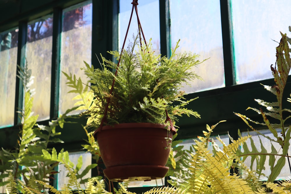 una planta en maceta colgando del alféizar de una ventana