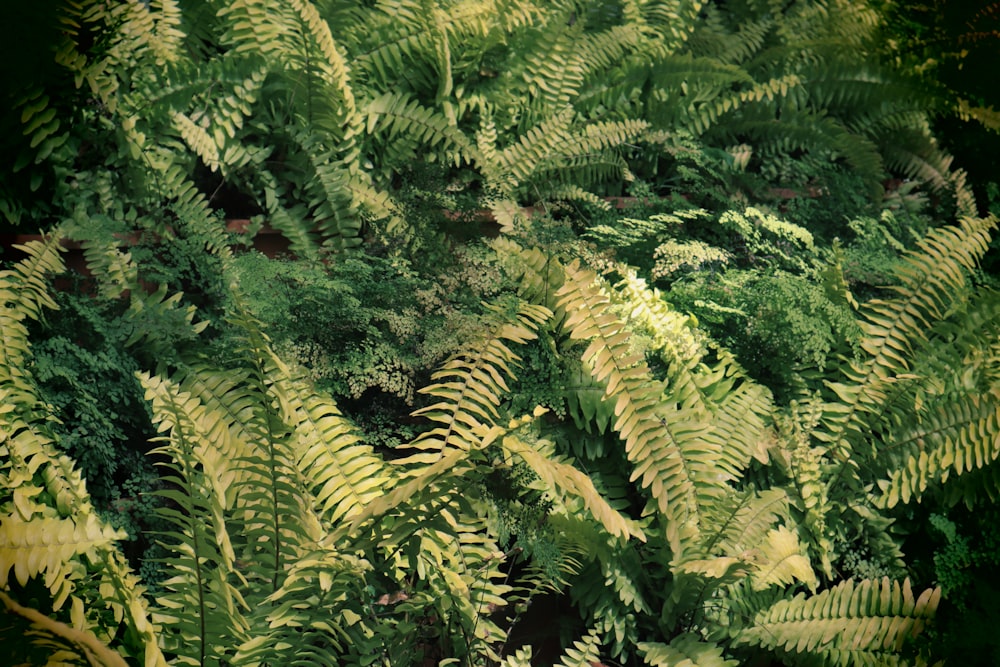 緑の植物の束のクローズアップ