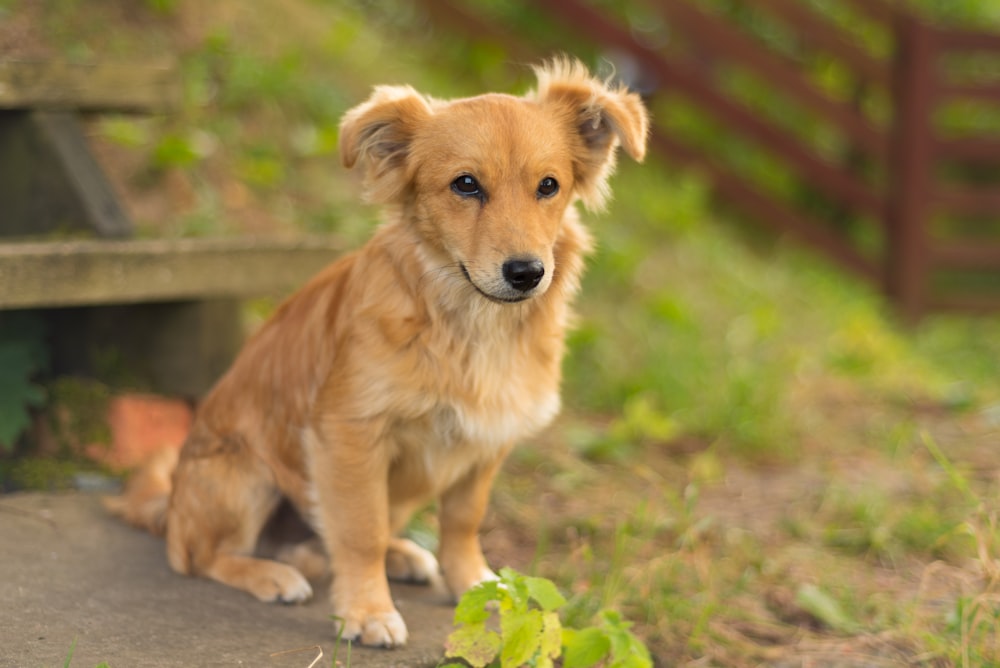 a brown dog sitting on top of a cement bench