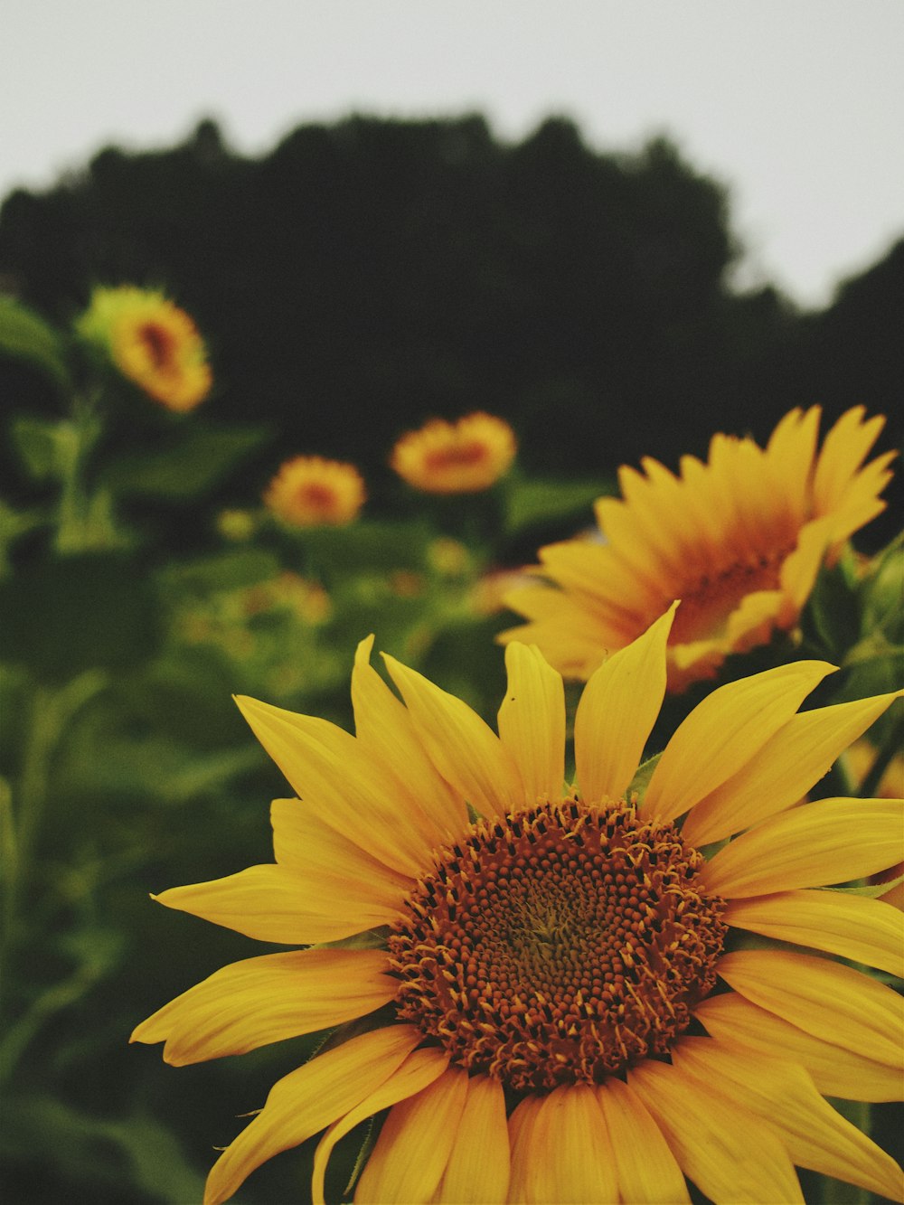 a field of sunflowers with trees in the background