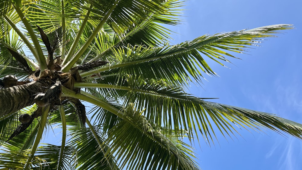 a palm tree with a blue sky in the background