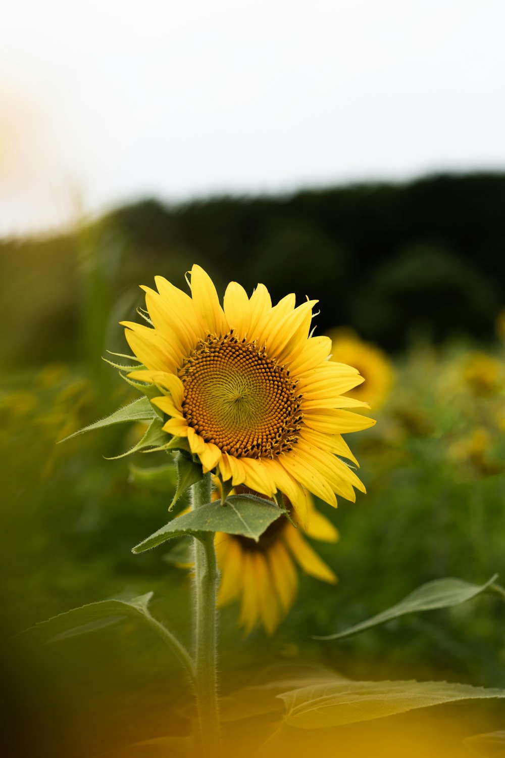 a sunflower in a field of sunflowers
