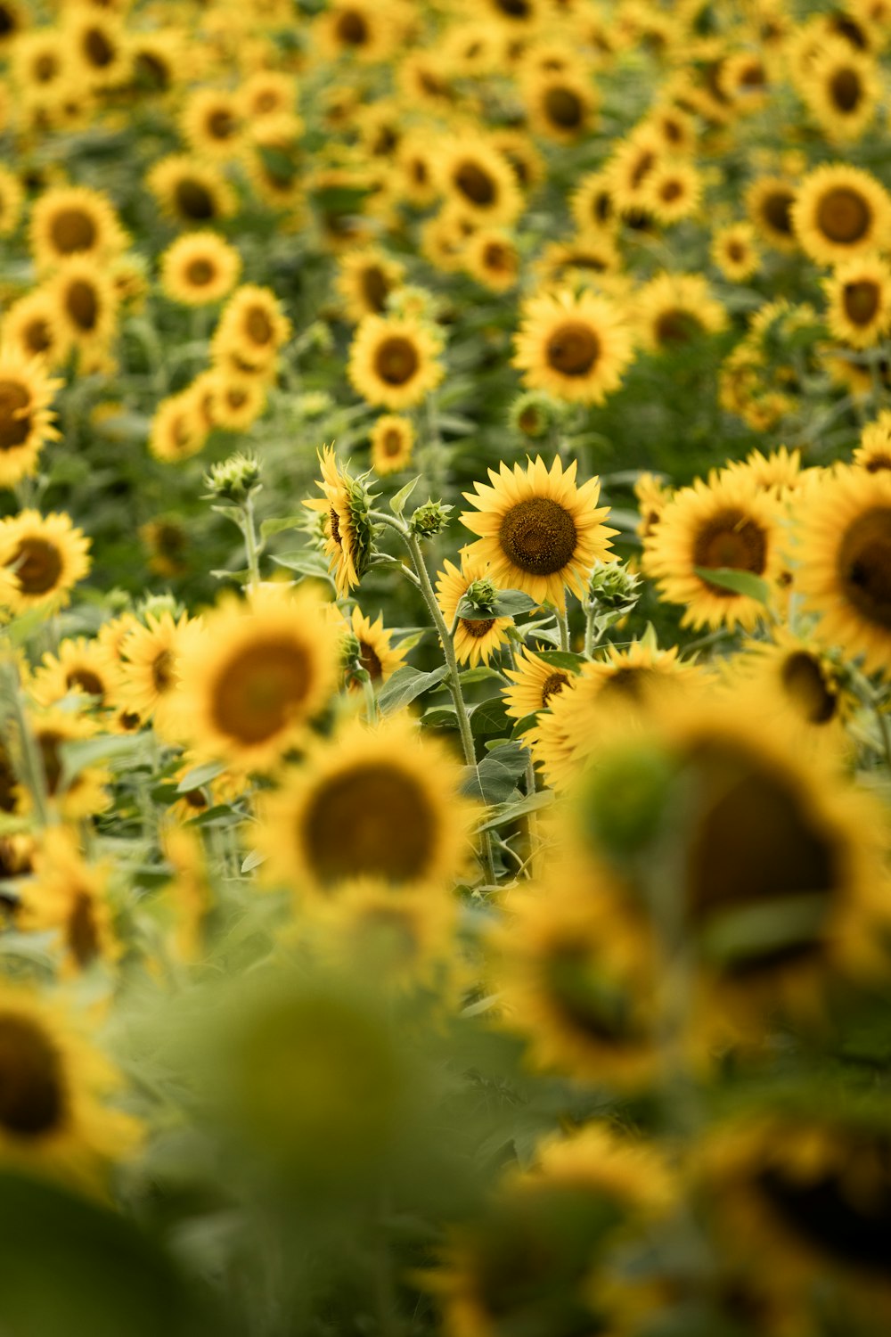 a large field of sunflowers in a field