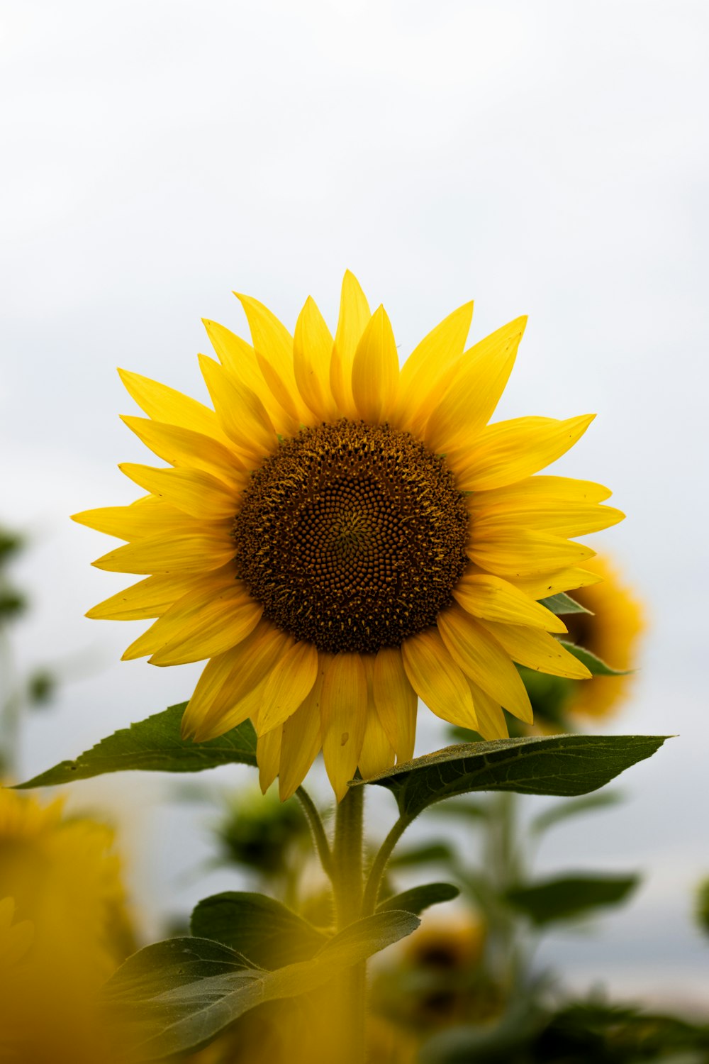 a large sunflower with a sky background