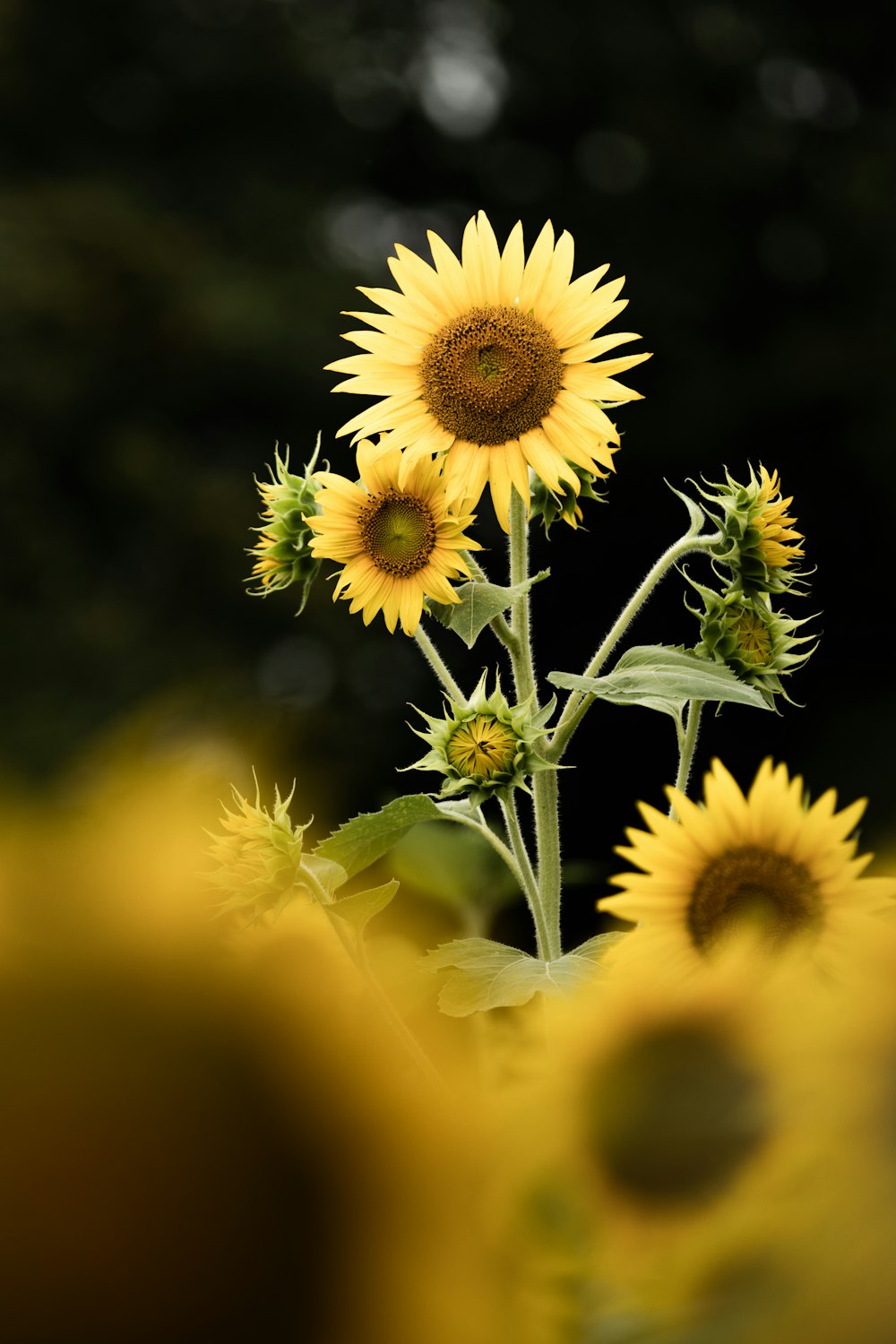 a close up of a bunch of sunflowers