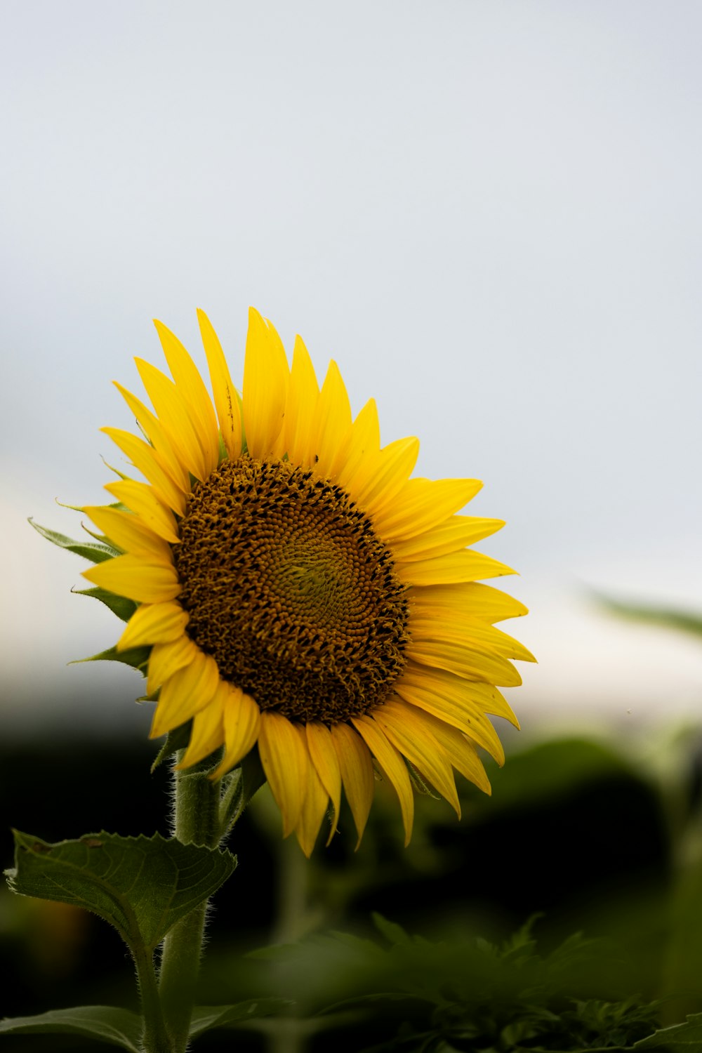 a large sunflower with a sky background