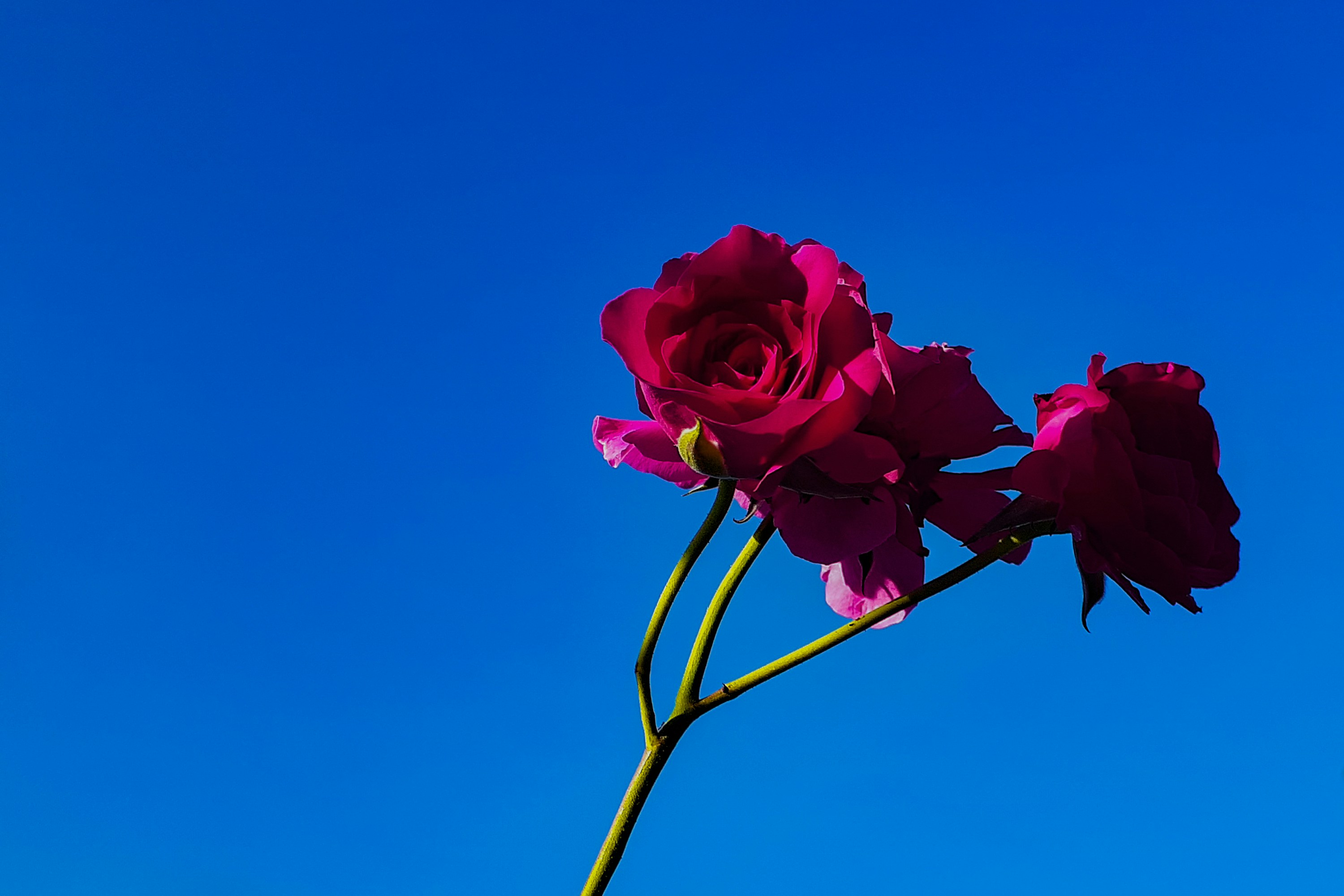 Photo by lucky_alamanda