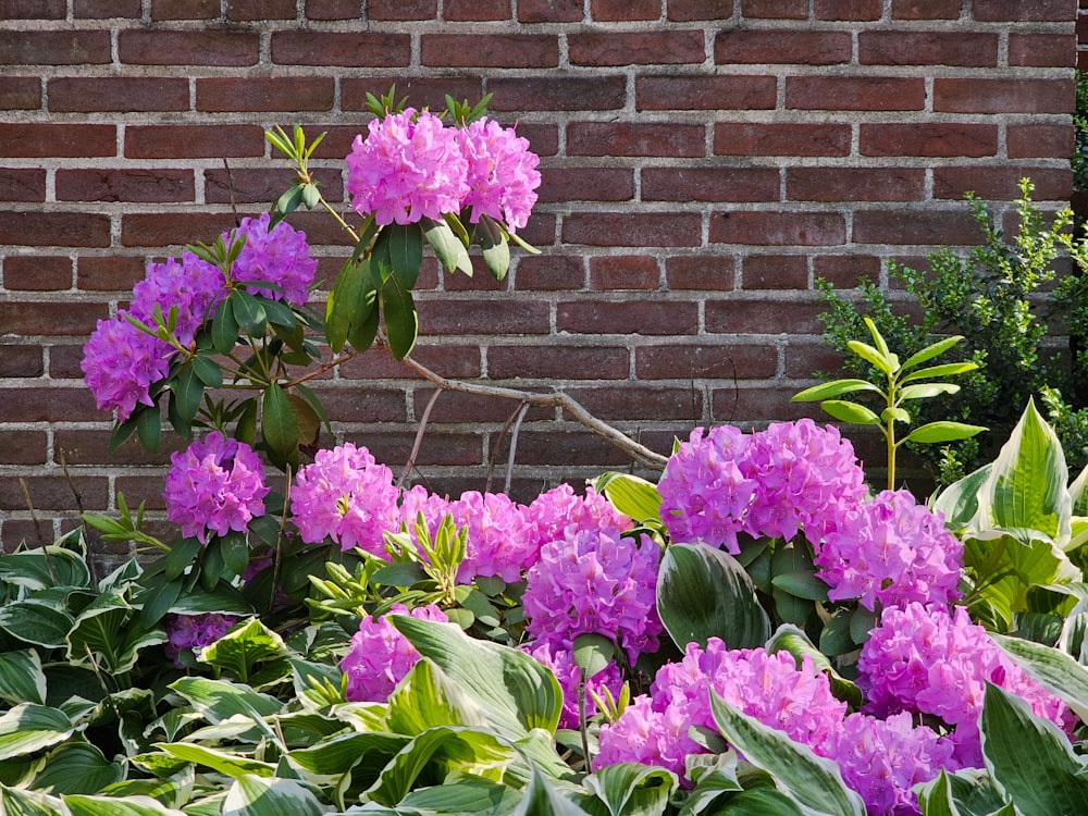 a bush of purple flowers next to a brick wall