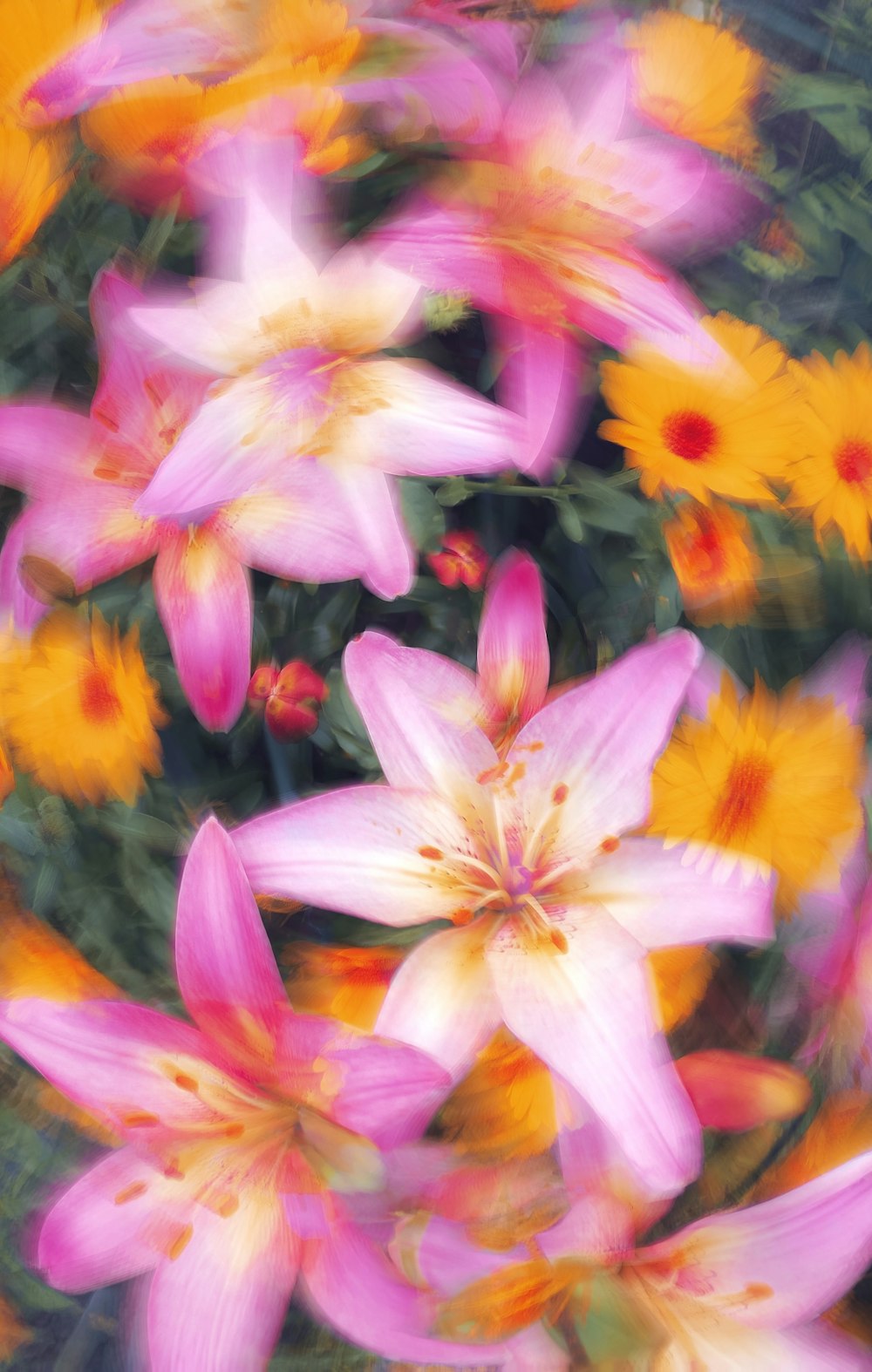 a bunch of flowers that are in the grass