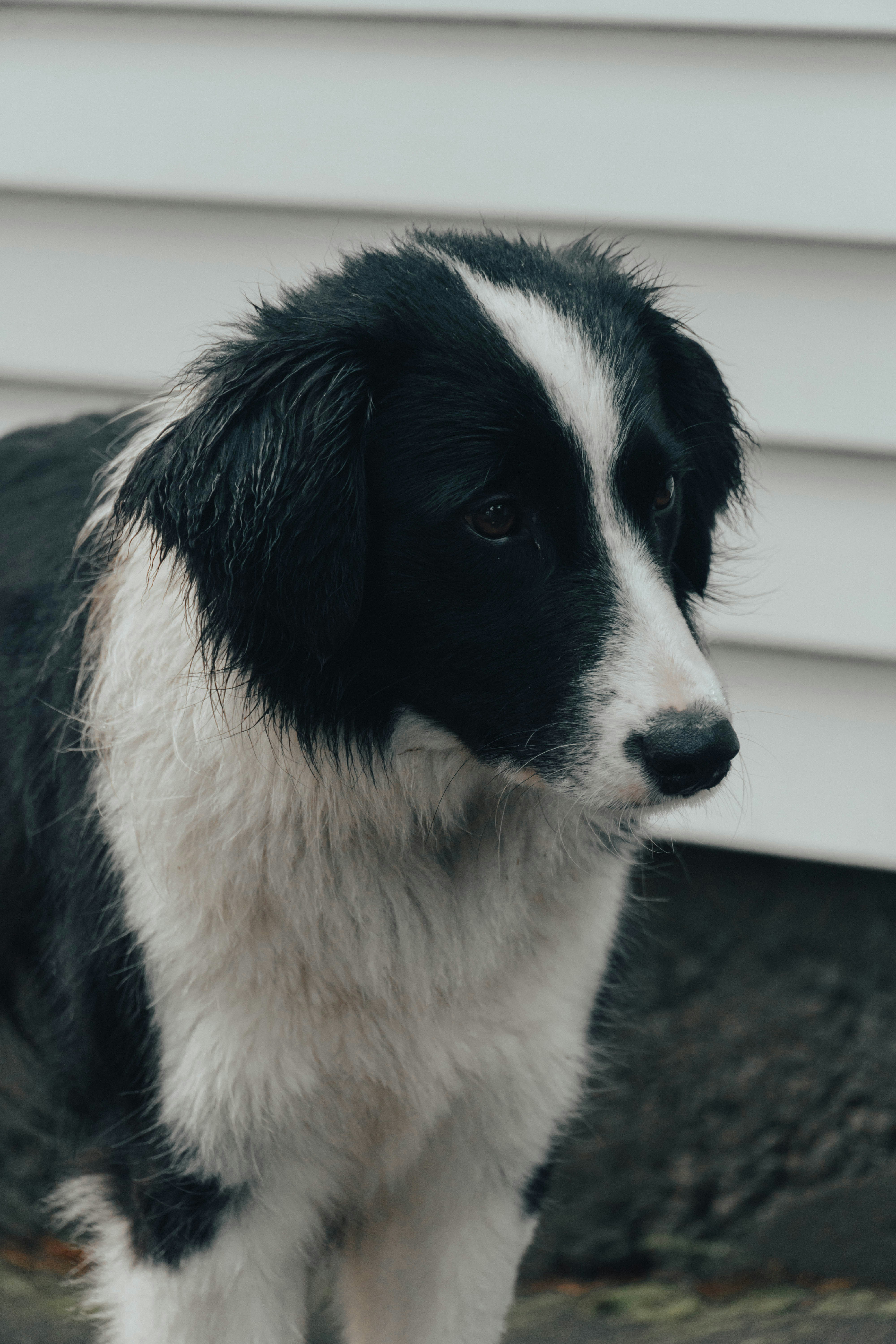a black and white dog standing in front of a house