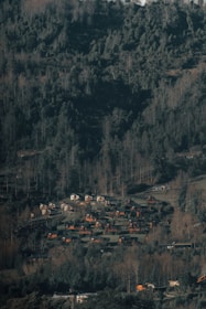 A lush forest landscape with numerous small cabins nestled among the trees. The scene features a variety of green hues from dense foliage covering the hillside, interspersed with patches of brown, likely from fallen leaves or drier vegetation. The cabins are aligned in a scattered, yet organized manner across the slope, with a blend of wooden and possibly metallic structures.